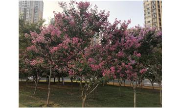 夏秋季節(jié)，錫城首次驚現(xiàn)紫薇花開美景